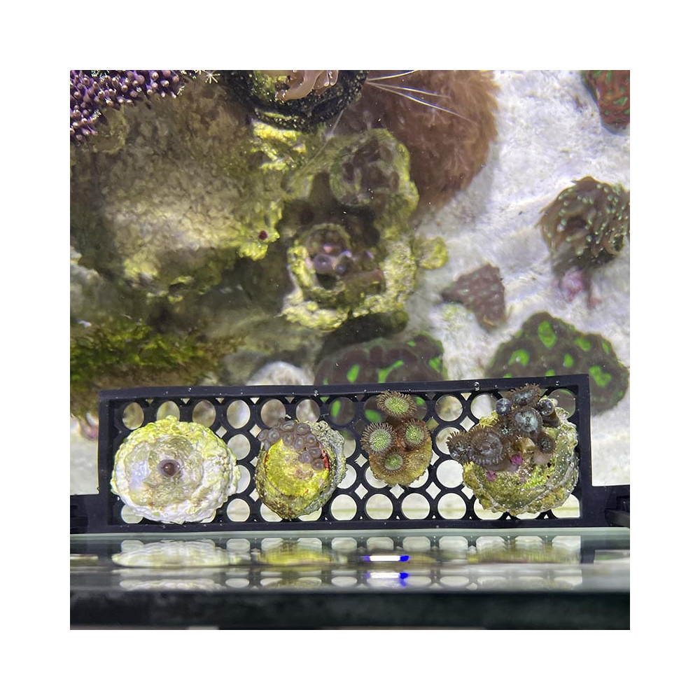 Hanging Coral Shelf for Aquariums