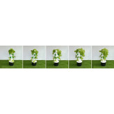 Hydroponics
